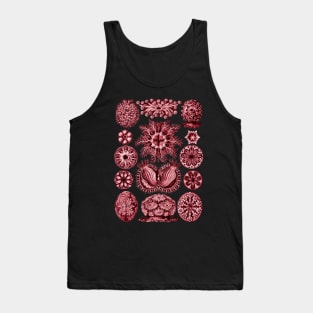 Ernst Haeckel  Ascidiae Sea Squirts Red Tank Top